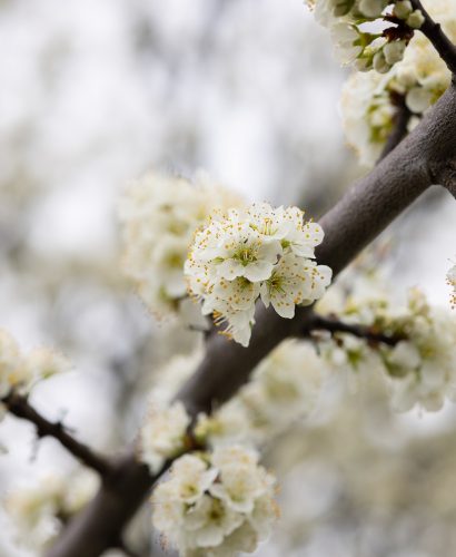 Branches of a blossoming apple tree on plantations in Puch bei Weiz in Austria's Styria